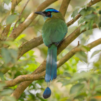 Lesson's Motmot
